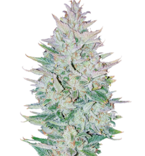 1749658560351.png 1749658560351.png