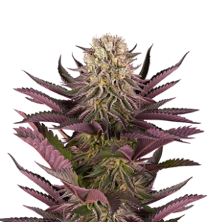 1749811872436.png 1749811872436.png