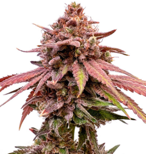 1749811902618.png 1749811902618.png