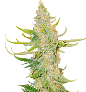 1750684645052.png 1750684645052.png