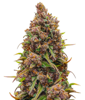 1750695898548.png 1750695898548.png