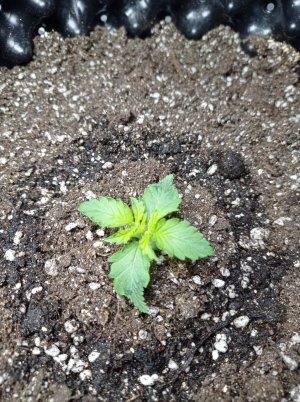 Карамелька 24.06.jpg