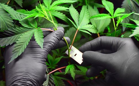 zabor-klonov-s-materinskogo-rasteniya__TLG6afjg0YgON6m1.jpg zabor-klonov-s-materinskogo-rasteniya__TLG6afjg0YgON6m1.jpg