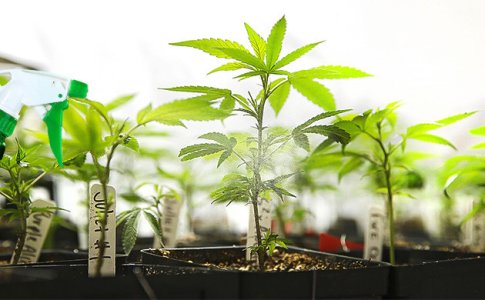 uhod-za-klonami__jZiDWd72tf9ofGRm.jpg uhod-za-klonami__jZiDWd72tf9ofGRm.jpg