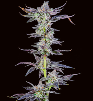 1751205373029.png 1751205373029.png