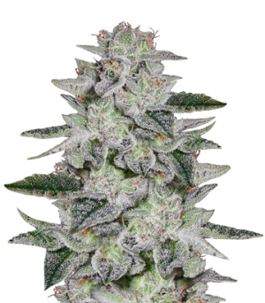 1751205392152.png 1751205392152.png