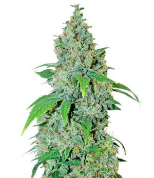 1751298617605.png 1751298617605.png