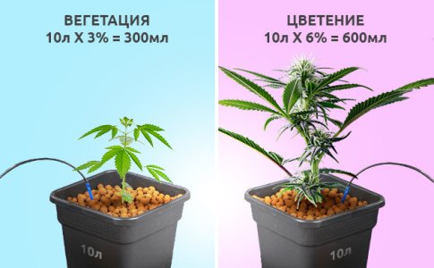 kak-sdelat-avtopoliv-konopli__m3KWpd6Hak0B9nvN.jpg kak-sdelat-avtopoliv-konopli__m3KWpd6Hak0B9nvN.jpg