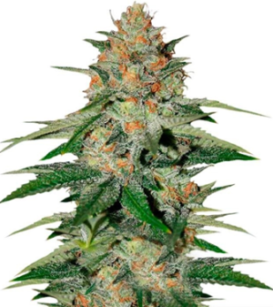 1751381724217.png 1751381724217.png