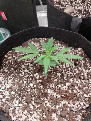 Миранда 1.06.png