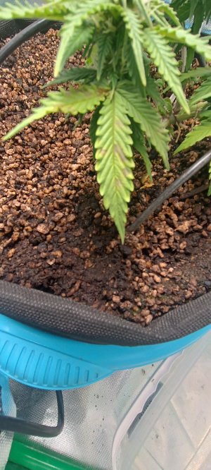 IMG_20250705_163815.jpg IMG_20250705_163815.jpg