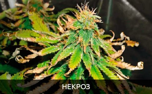 nekroz__EneJ4cfUdppCULtS.jpg nekroz__EneJ4cfUdppCULtS.jpg