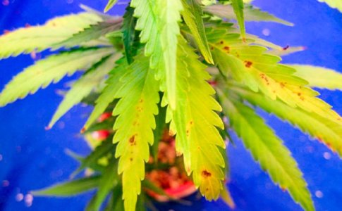 ozhog__QdO6QX0DO7beEuoG.jpg ozhog__QdO6QX0DO7beEuoG.jpg