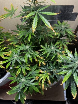 IMG_1570.jpeg IMG_1570.jpeg