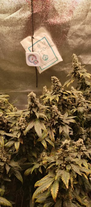 IMG_20250719_002730_720.jpg IMG_20250719_002730_720.jpg