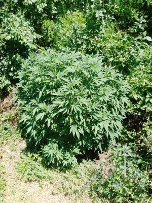 IMG_20250724_123046_246.jpg IMG_20250724_123046_246.jpg