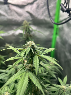 1754068879495.png 1754068879495.png