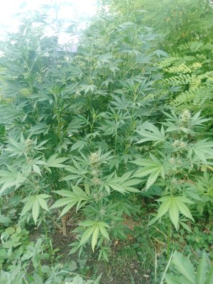 IMG_20250802_074052_542.jpg IMG_20250802_074052_542.jpg