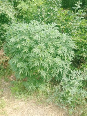 IMG_20250802_104634_584.jpg IMG_20250802_104634_584.jpg