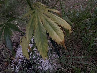 IMG_5287.jpeg IMG_5287.jpeg