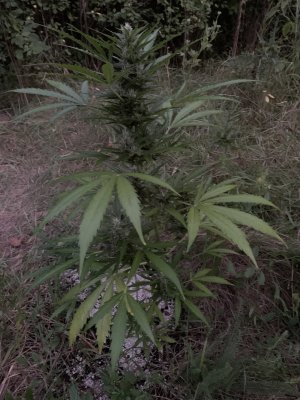 IMG_5289.jpeg IMG_5289.jpeg