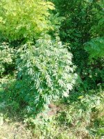 IMG_20250805_101135_697.jpg IMG_20250805_101135_697.jpg