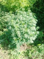 IMG_20250805_101148_402.jpg IMG_20250805_101148_402.jpg