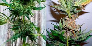 1754575709061.png 1754575709061.png