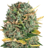 1754575734934.png 1754575734934.png