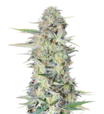 1754575738846.png 1754575738846.png