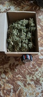 IMG_20250808_182527_809.jpg IMG_20250808_182527_809.jpg