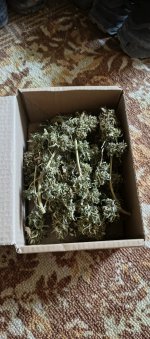 IMG_20250808_182452_710.jpg IMG_20250808_182452_710.jpg