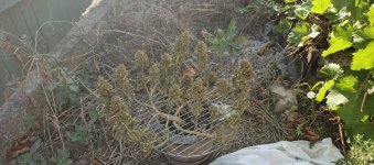 IMG_20250807_165005_871.jpg IMG_20250807_165005_871.jpg