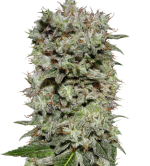 1754914285477.png 1754914285477.png