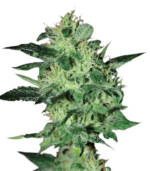 1755071854592.png 1755071854592.png