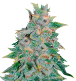 1755071869982.png 1755071869982.png