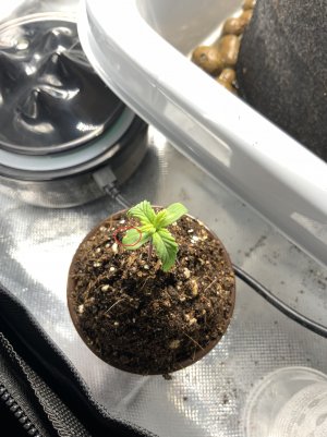 7D4004DE-086F-40D1-85AB-CF8DFD46D17C.jpeg 7D4004DE-086F-40D1-85AB-CF8DFD46D17C.jpeg