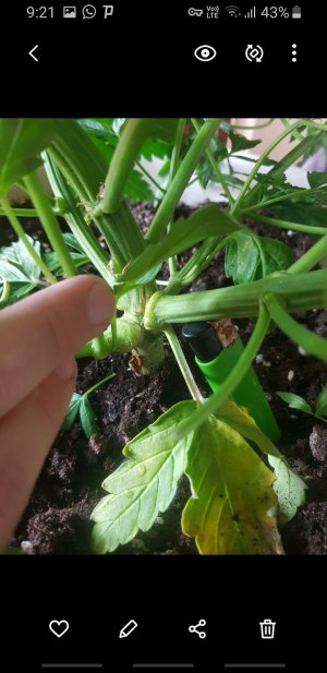 Screenshot_20220423-092142_Gallery.jpg Screenshot_20220423-092142_Gallery.jpg