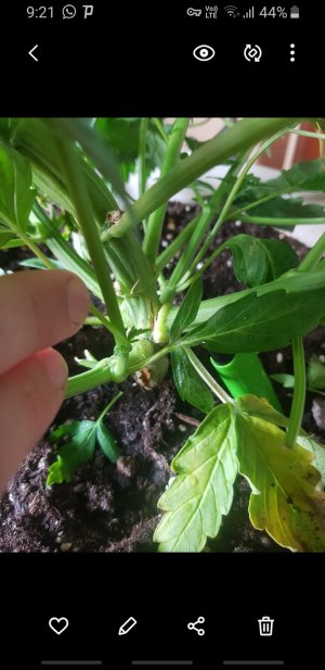 Screenshot_20220423-092132_Gallery.jpg Screenshot_20220423-092132_Gallery.jpg