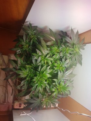 20220424_111200_optimized.jpg 20220424_111200_optimized.jpg