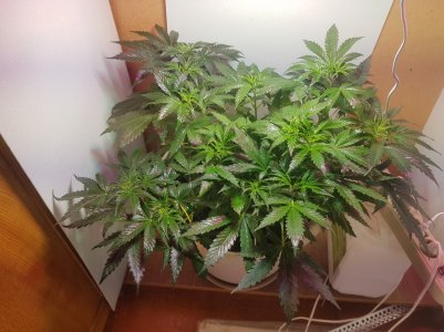 20220425_214218_optimized.jpg 20220425_214218_optimized.jpg