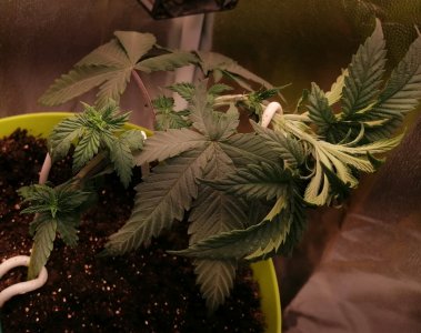 Джордж 27 04 22 1.jpg