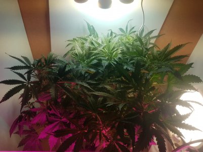 20220501_211712_optimized.jpg 20220501_211712_optimized.jpg