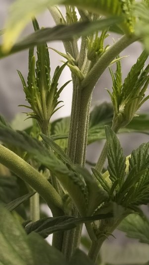 IMG_20220503_101146_694.jpg IMG_20220503_101146_694.jpg