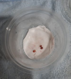 20220505_084918.jpg 20220505_084918.jpg