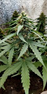 P50817-095050 (1)(1).jpg