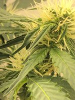 19.07.25 (4) — копия.jpg