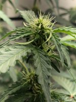 20.07.25 (2) — копия.jpg