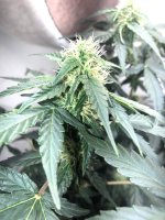 26.05.25 (3) — копия.jpg