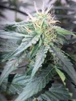 28.07.25 (3) — копия.jpg